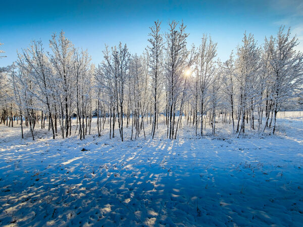 Sunrise pierces the slender trees of an icy winter grove, blanketing the snow with long blue shadows.