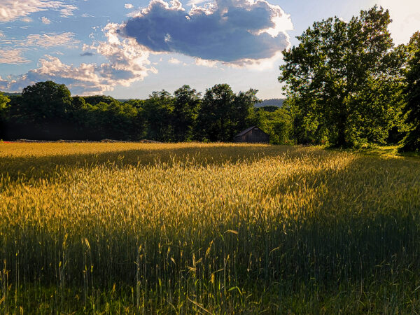 Warm harvest light bathes a field of ripened grain in West Suffield, Connecticut