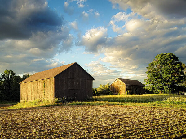 Late afternoon sun warms tobacco barns in West Suffield, Connecticut