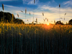 Summer Grass, Suffield CT_eoconnors