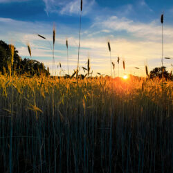 Summer Grass, Suffield CT_eoconnors