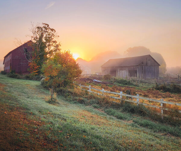 The golden hues of sunrise suffuse the air around the barns of Simpaug Farm in Suffield, Connecticut