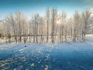 Saplings in winter